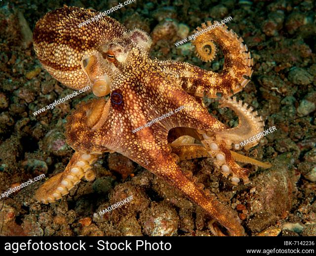 Highly venomous ocellatus octopus (Amphioctopus mototi), Pacific Ocean, Dauin, Dumaguete, Negros, Visayas, Philippines, Asia