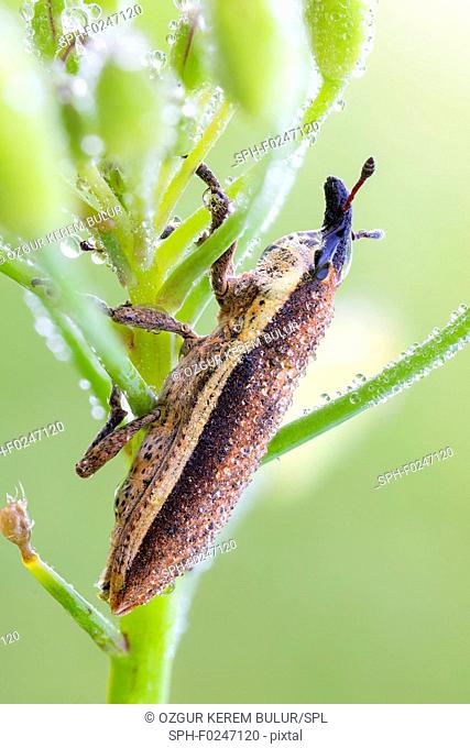 Lixus junci weevil on a plant