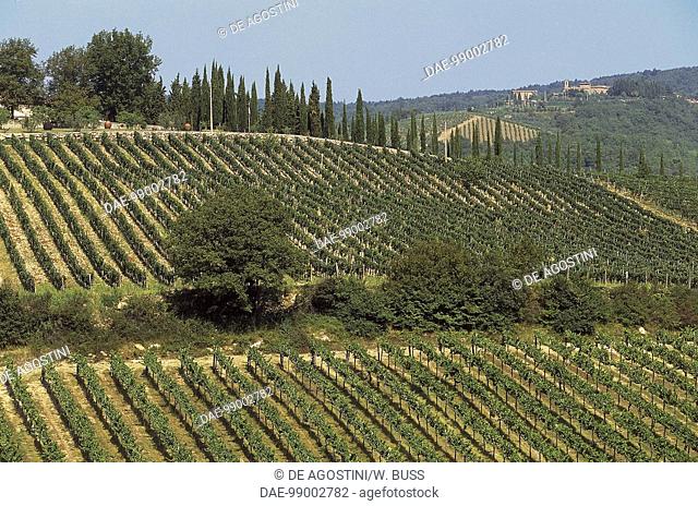 Vineyards near Poggerino, Radda in Chianti, Tuscany, Italy
