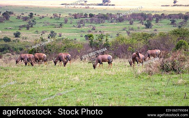 A herd of topis, Damaliscus lunatus, in the landscape of the Maasai Mara in Kenya