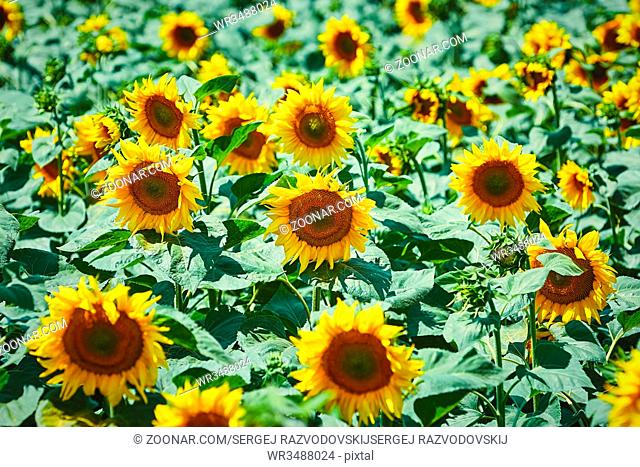 Yellow Sunflowers Field in Bulgaria