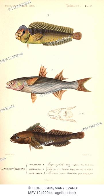 Peacock blenny, Salaria pavo (Blennius pavo) 3, flathead mullet, Mugil cephalus 1, and black goby, Gobius niger 2. Handcolored engraving by Dumenil after an...