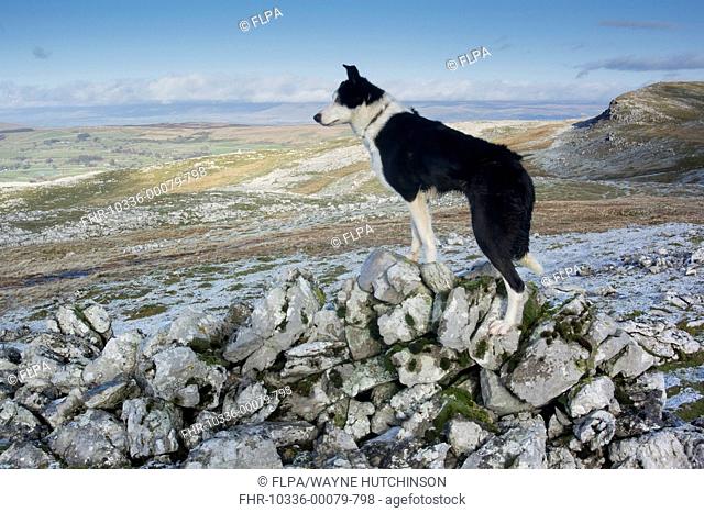 Domestic Dog, Border Collie, working sheepdog, adult, standing amongst rocks on limestone moorland, Cumbria, England, January