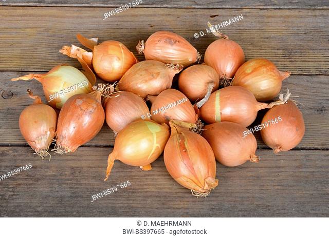 Garden onion, Bulb Onion, Common Onion (Allium cepa), fresh yellow pearl onions