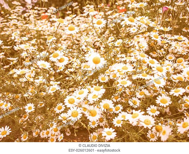 Vintage looking Chamomile camomile daisy flower of family Asteraceae
