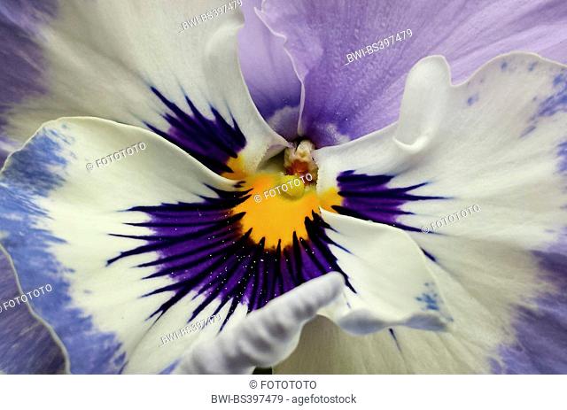 Pansy, Pansy Violet (Viola x wittrockiana, Viola wittrockiana, Viola hybrida), detail of flower, Germany