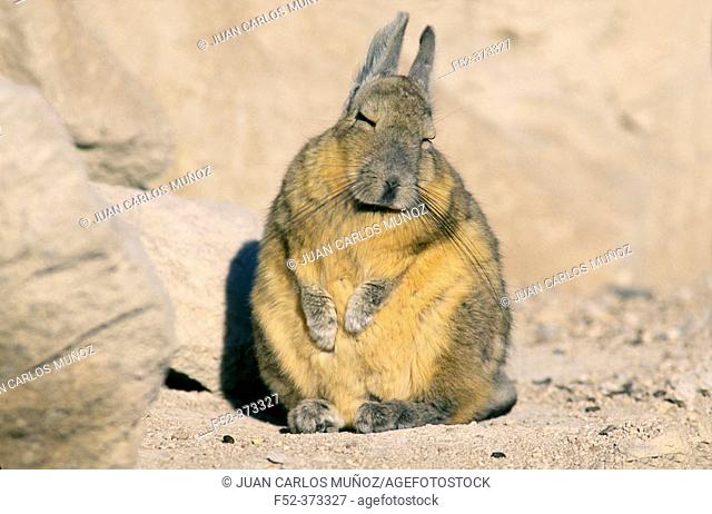 Viscacha (Lagostomus maximus)