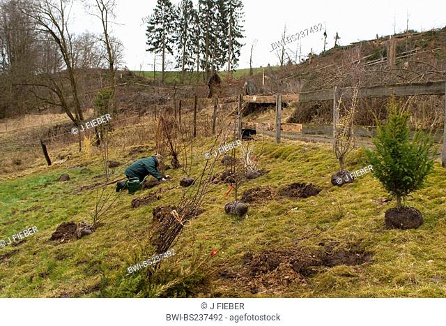 nature conservationist planting a hedge, Germany, Rhineland-Palatinate