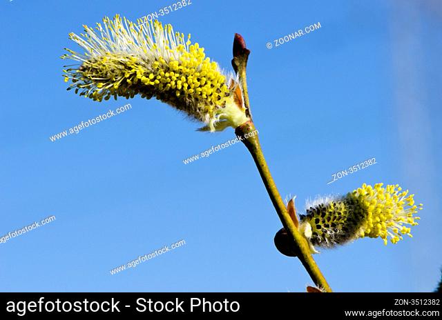 Closeup macro of spring kittens goat willow on background of blue sky. Amazing nature details