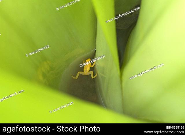 Golden poison dart frog (Colostethus beebei) adult, in the basin of the giant armoured bromeliad (Brocchinia micrantha), Kaieteur N. P. Guyana
