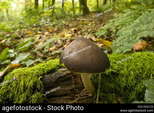 A Deer Shield (Pluteus cervinus) mushroom, also known as Deer Mushroom and Fawn Mushroom, growing on a rotting log in woodland in the Quantock Hills, Somerset