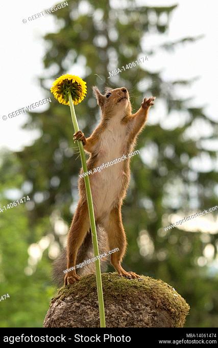 close up of red squirrel holding a dandelion and reaching out