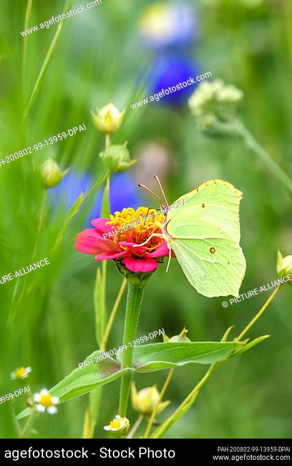 02 August 2020, Baden-Wuerttemberg, Grünkraut: A lemon butterfly sits on a zinnias blossom in a flower meadow. For the afternoon thunderstorms and rain are...