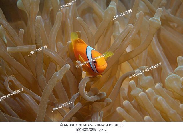 Australian clownfish or red anemonefish (Amphiprion rubrocinctus), South China Sea, Pulau Redang Island Island, Malaysia