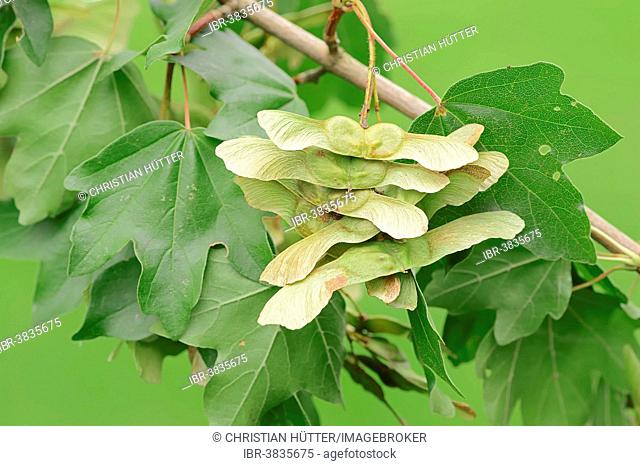 Field Maple (Acer campestre), leaves and fruit, North Rhine-Westphalia, Germany