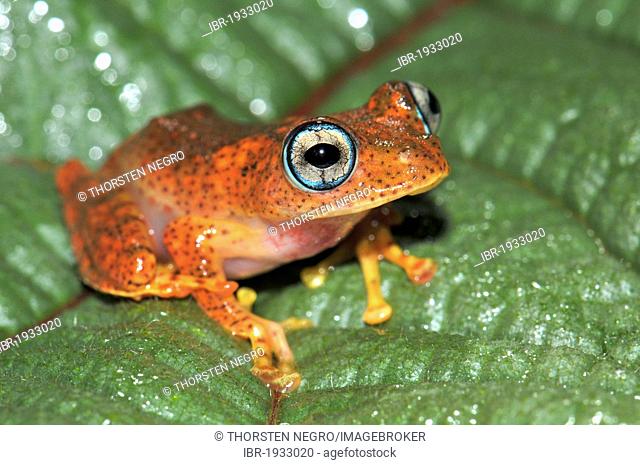Skeleton frog (Boophis sp.) in the rain forests of Andasibe in eastern Madagascar, Africa, Indian Ocean