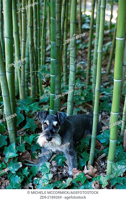 a Miniature schnauzer explores a small stand of bamboo