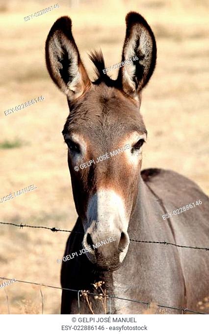 Funny donkey looking at camera