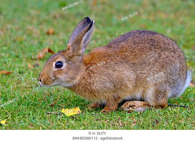 European rabbit (Oryctolagus cuniculus), rabbit in a meadow, Germany, Fehmarn