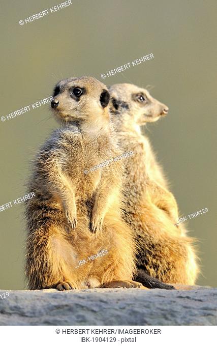 Two meerkats (Suricata suricatta)
