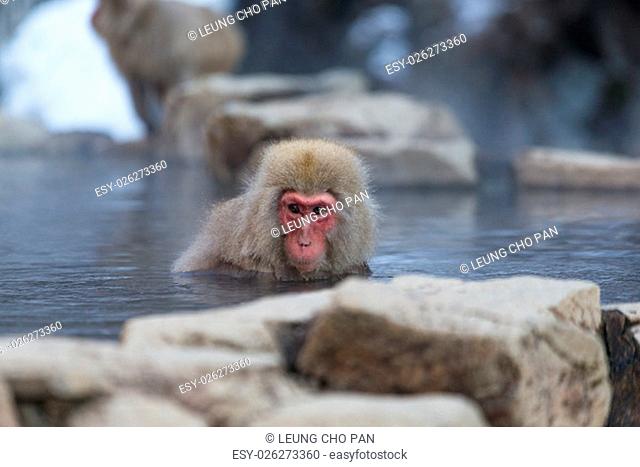 Snow monkey in hotspring