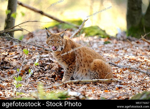 Carpathian Lynx (Lynx lynx carpathicus) in Bavarian Forest National Park, Bavaria, Germany