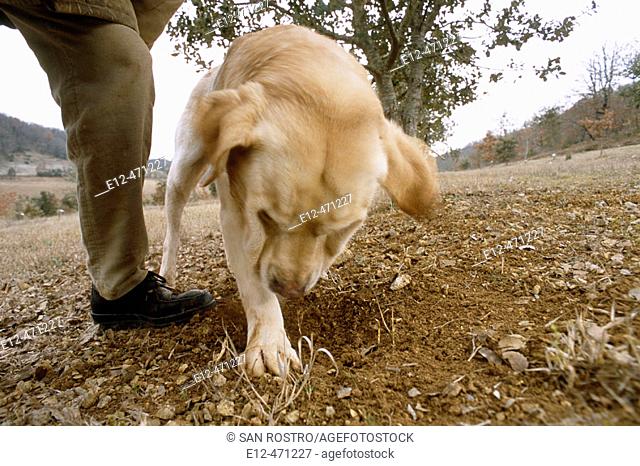 Training dog for truffle harvest. Pierre Souzat, scientist of 'truffle station' of Cahors Le Montat. Quercy. Lot. France