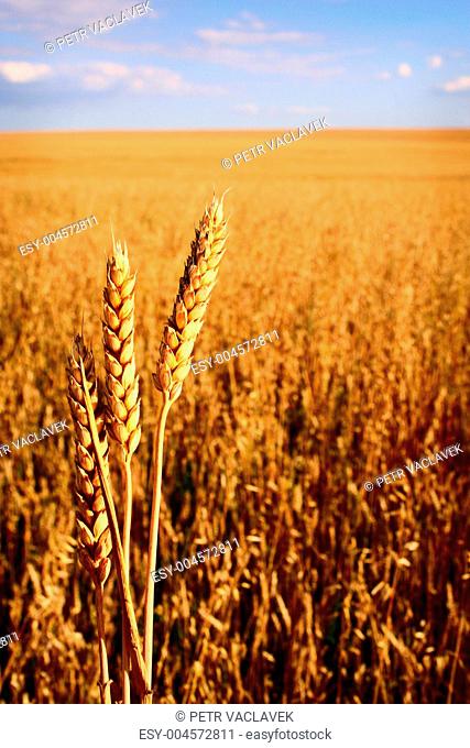 Corn field with three ears