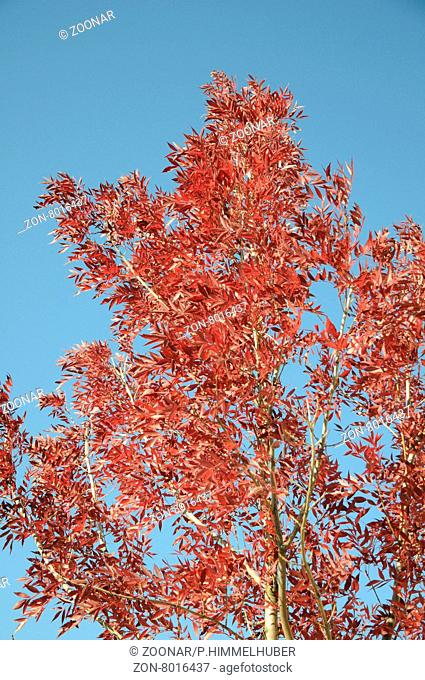 Fraxinus angustifolia Raywood, Rotblättrige Esche, Redleaved ash