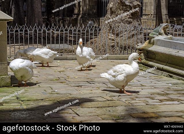The 13 geese in the Cloister of the Cathedral of Barcelona that tradition links to the age of Saint Eulalia (Barcelona, Catalonia, Spain)