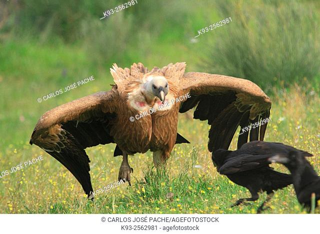 Griffon vulture (Gyps fulvus) and Common raven Corvus corax, Monfrague National Park, Extremadura, Spain