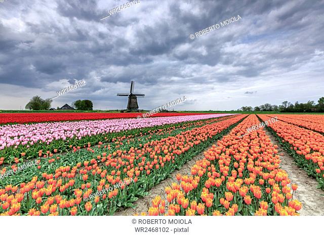 Dark clouds over fields of multicolored tulips and windmill, Berkmeer, Koggenland, North Holland, Netherlands, Europe