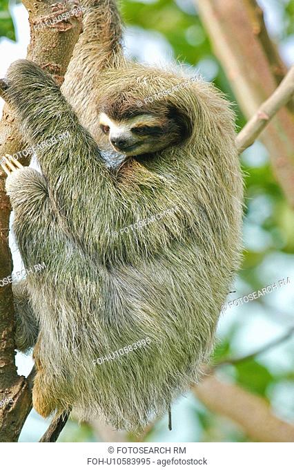 tree nature sloth hanging in maribu caribe limon