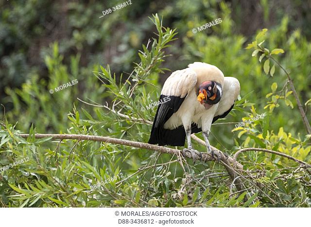 Brazil, Mato Grosso, Pantanal area, King vulture (Sarcoramphus papa)