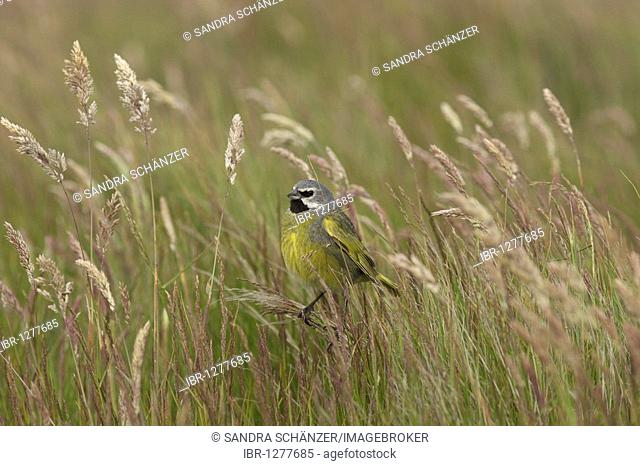 White-bridled Finch, Canary-winged Finch or Black-throated Finch (Melanodera melanodera), Falkland Islands NON EXCLUSIVE USAGE FOR CALENDAR, 2015, TERRITORY: D