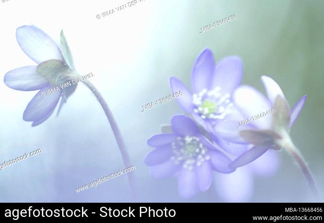 Hepatica, photographed with a macro vintage lens