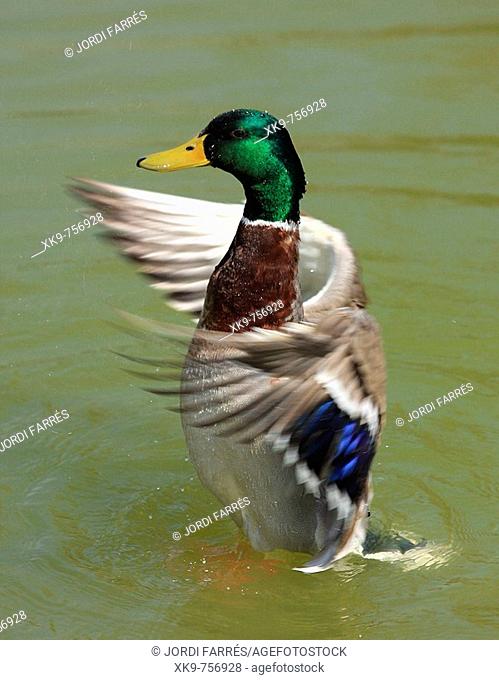 Duck moving wings on lake. Navarcles, Barcelona province, Catalonia, Spain