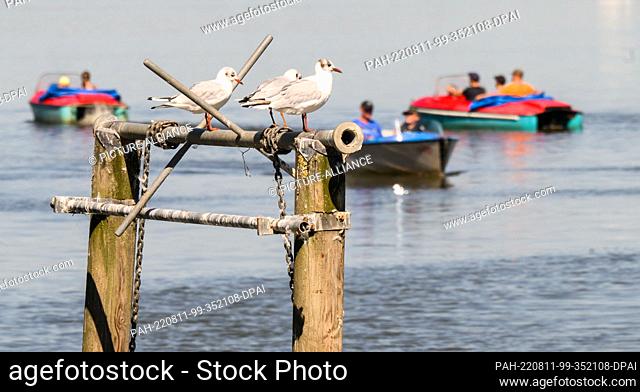 11 August 2022, Lower Saxony, Steinhude: Seagulls sit on the shores of the Steinhuder Meer, where numerous boats are underway