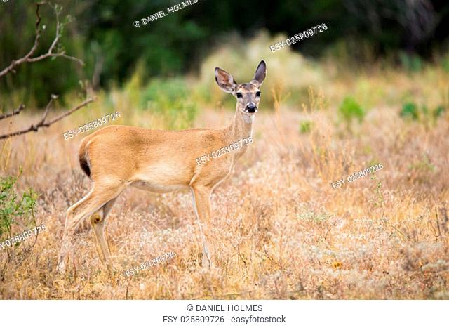Wild South Texas Whitetail deer doe standing