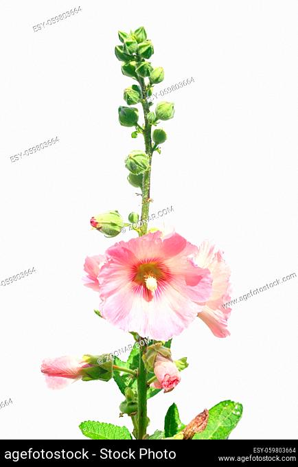 Stockrose (Alcea rosea) - Common hollyhock (Alcea rosea)