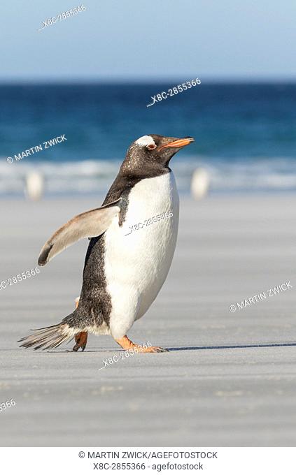 Gentoo Penguin (Pygoscelis papua), Falkland Islands. Marching at evening to the colony to feed the chicks. South America, Falkland Islands, January