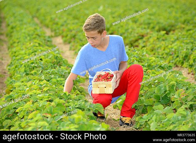 Teenage boy picking strawberries in field