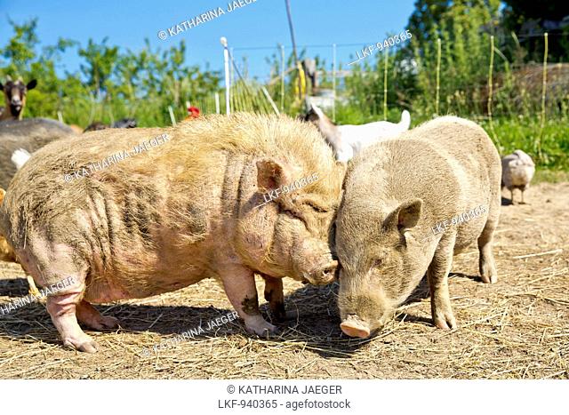 Happy pigs squabbling at an organic farm, Edertal Gellershausen, Hesse, Germany