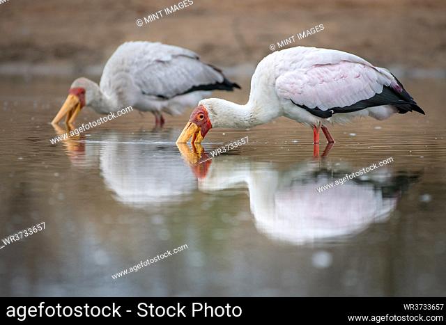 Two yellow billed storks, Mycteria ibis, fishes for frogs