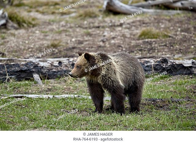 Grizzly Bear (Ursus arctos horribilis), yearling cub, Yellowstone National Park, Wyoming, United States of America, North America