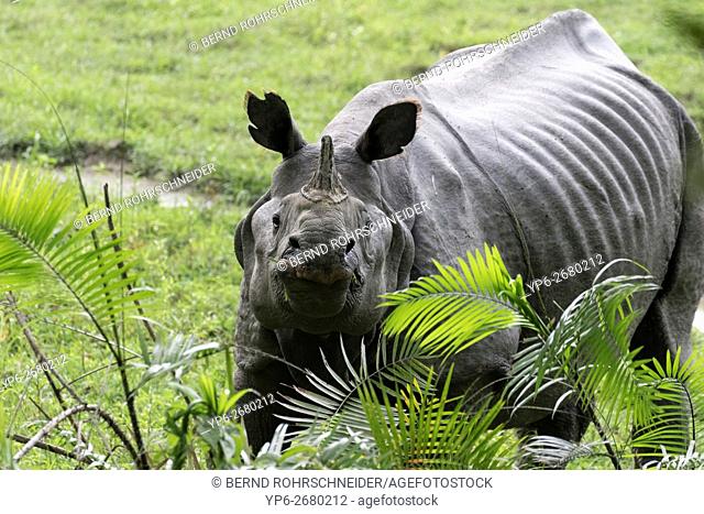 Indian rhinoceros (Rhinoceros unicornis), threatened species, Kaziranga National Park, Assam, India