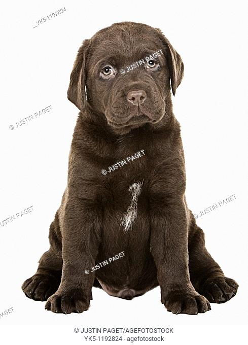 Shot of a Chunky Chocolate Labrador Puppy
