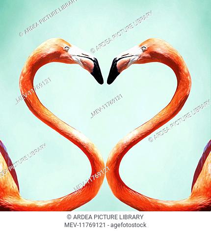 Flamingo a pair of Flamingos creating a heart shape Digital Manipulation: Flamingo PM added background