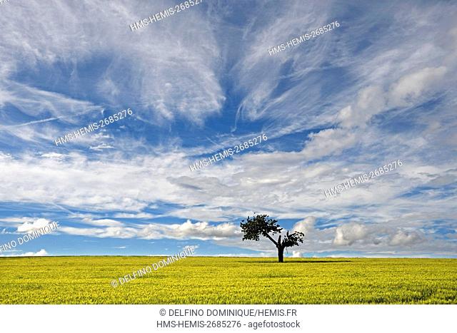 France, Doubs, Brognard, agricultural plateau, isolated tree in a wheat field under a cloudy sky