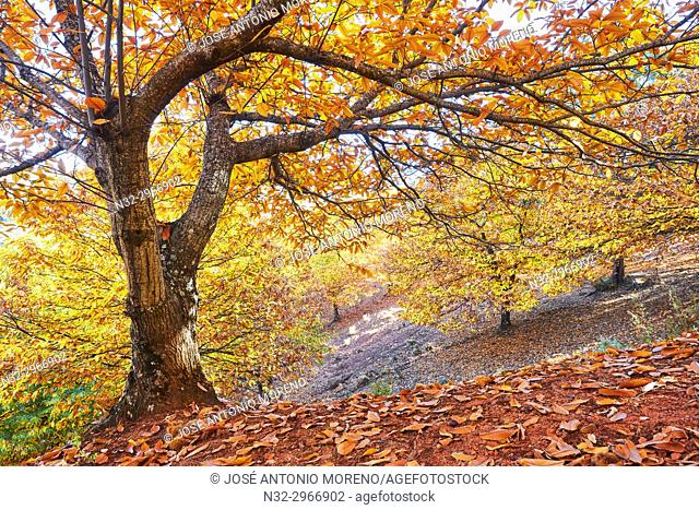 Autumn, Chesnut forest, Castanea sativa, Valle del Genal, Genal Valley, Genal river valley, Serranía de Ronda, Málaga province, Andalusia. Spain